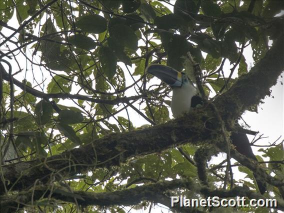 Channel-billed Toucan (Ramphastos vitellinus)