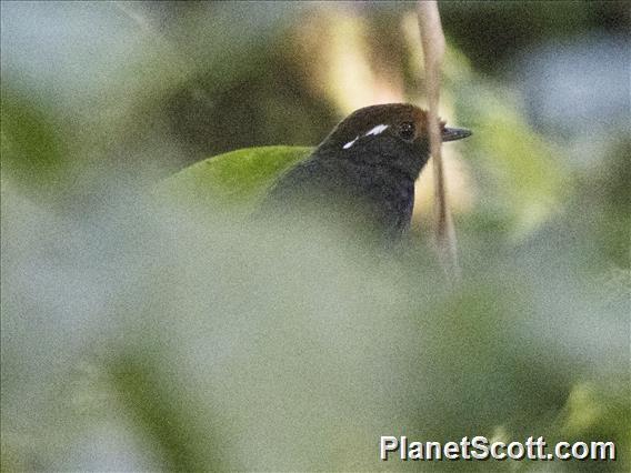 Chestnut-crowned Gnateater (Conopophaga castaneiceps)