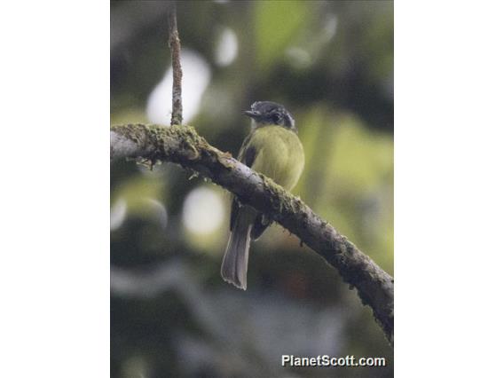 Ecuadorian Tyrannulet (Phylloscartes gualaquizae)