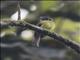 Ecuadorian Tyrannulet (Phylloscartes gualaquizae)