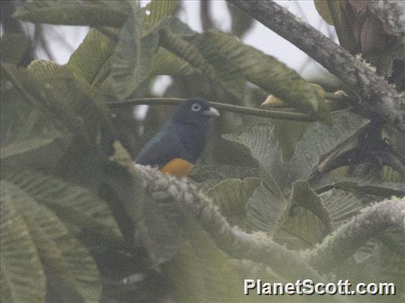 Green-backed Trogon (Trogon viridis)