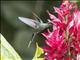 Green Hermit (Phaethornis guy) - Female