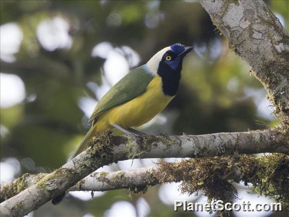 Green Jay (Cyanocorax yncas)