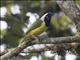 Green Jay (Cyanocorax yncas)