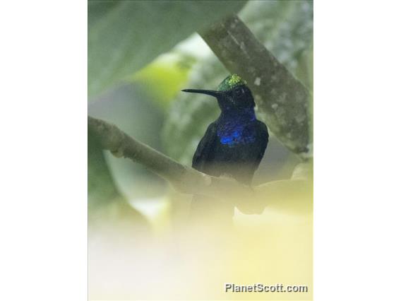 Napo Sabrewing (Campylopterus villaviscensio)