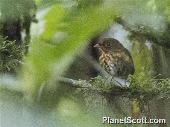 Ochre-breasted Antpitta (Grallaricula flavirostris)