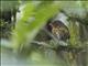 Ochre-breasted Antpitta (Grallaricula flavirostris)