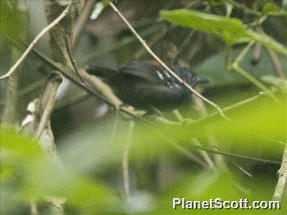 Ornate Stipplethroat (Epinecrophylla ornata)