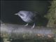 Plain Antvireo (Dysithamnus mentalis)