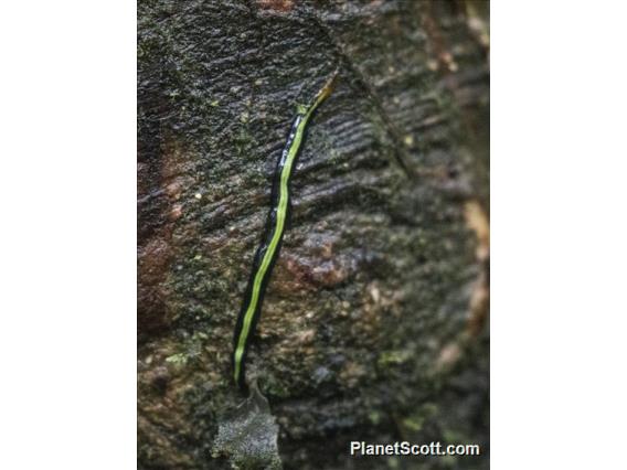 Planarian (Geoplanidae sp)