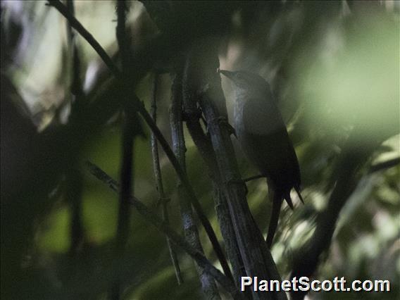 Rufous-tailed Foliage-gleaner (Anabacerthia ruficaudata)