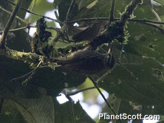 Streaked Xenops (Xenops rutilans)