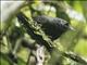 White-crowned Tapaculo (Scytalopus atratus)