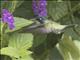 Violet-headed Hummingbird (Klais guimeti)