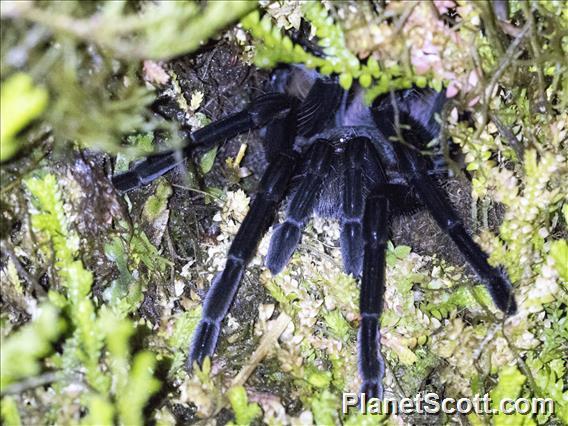 Ecuador Tarantula (Pamphobeteus sp)