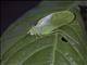 Leaf Katydid (Katydid sp)