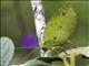 Leaf Katydid (Cycloptera sp)