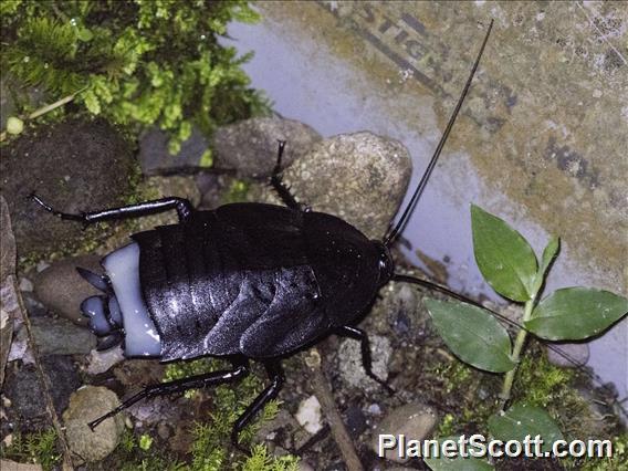 Giant Cockroach (Nyctibora ssp)