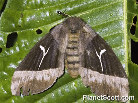 Hemileucini Moth (Dirphia subhorca)