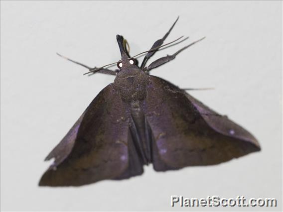 Hypenine Snout Moth (Hypena perialis)