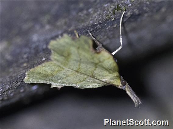 Tortricid Leafroller Moth (Platynota sp)