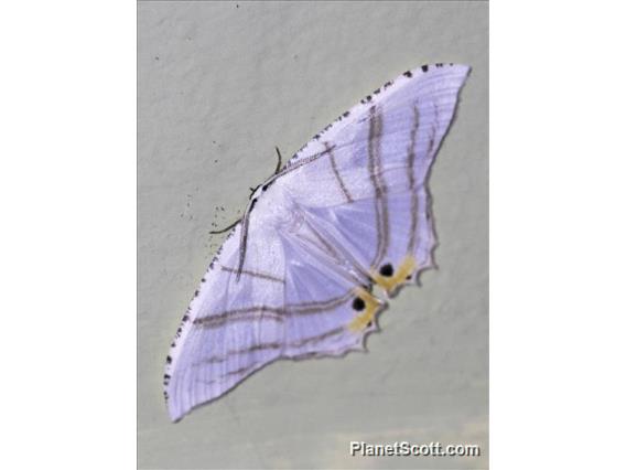 Swallowtail Moth (Epiplema albipennaria)