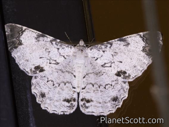 Geometer Moth (Epimecis sp1)
