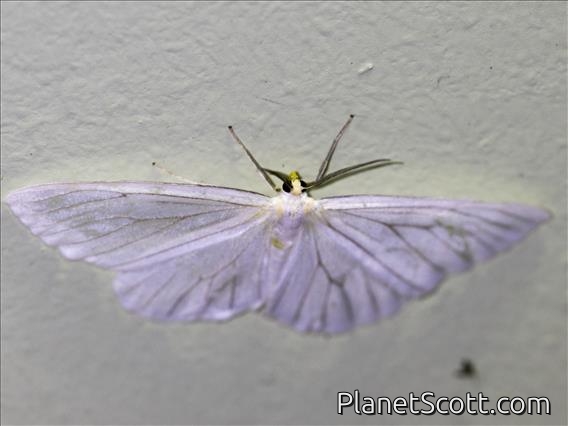 Geometer Moth (Leucula sp)