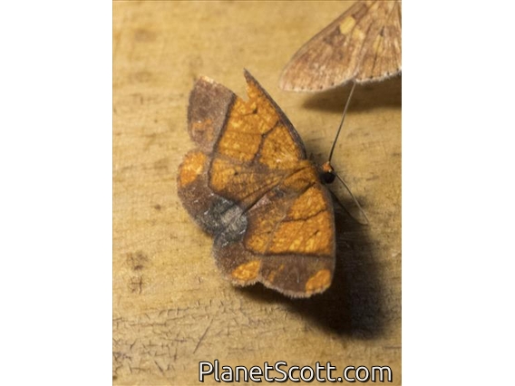 Geometer Moth (Melinodes detersaria)