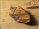 Geometer Moth (Geometera sp)