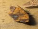 Geometer Moth (Melinodes detersaria)