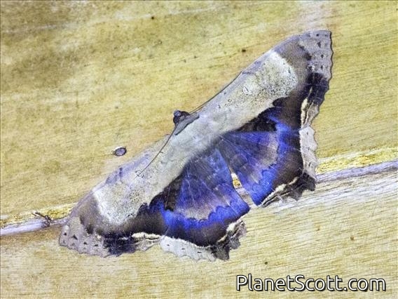 Thermesiini Moth (Feigeria sp)
