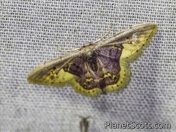 Wave Moth (Sterrhinae sp5)
