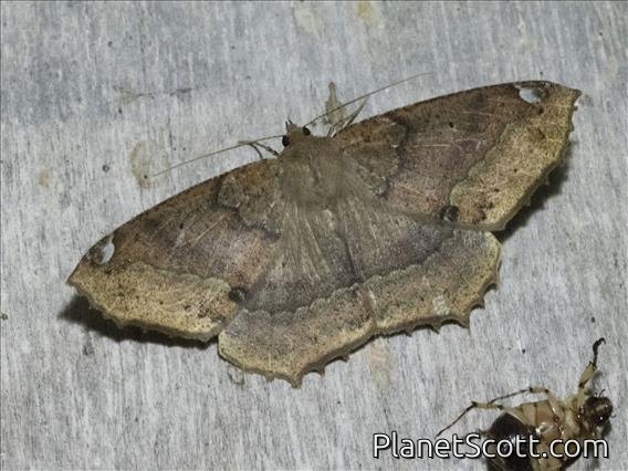 Geometer Moth (Herbita sp)