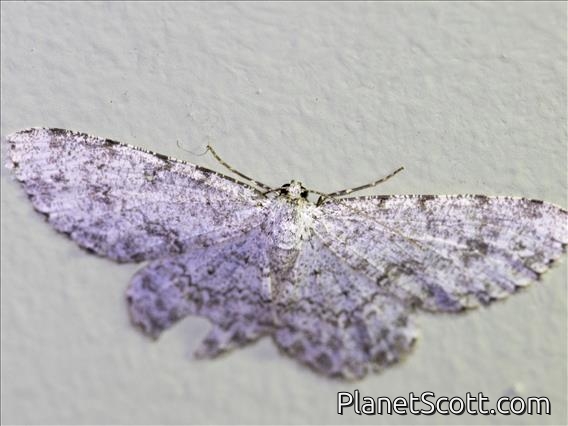 Geometer Moth (Hymenomima sp)