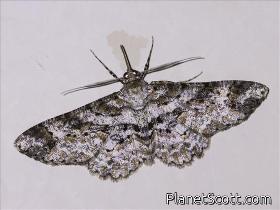 Geometer Moth (Bryoptera sp)