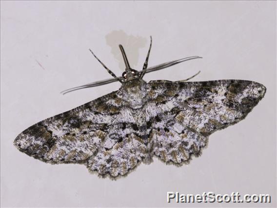 Tussock Moth (Erebida sp)