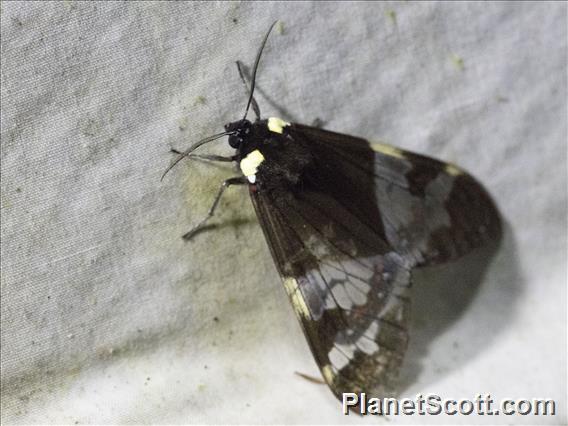 Tiger Moth (Dysschema marginalis)