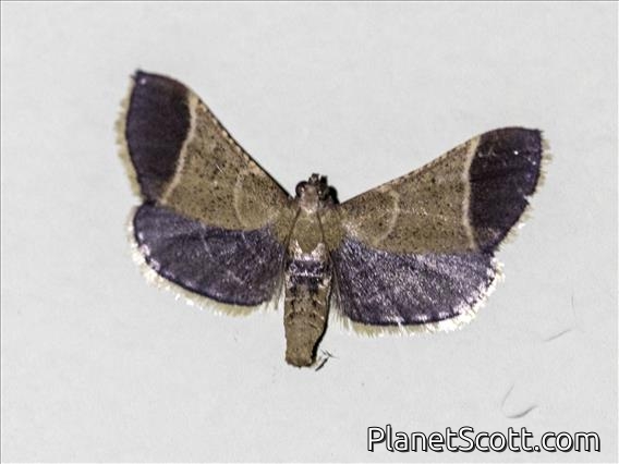 Hayworm Moth (Hypsopygia amoenalis)