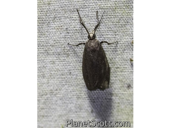 Lichen Moth (Cisthenina sp)