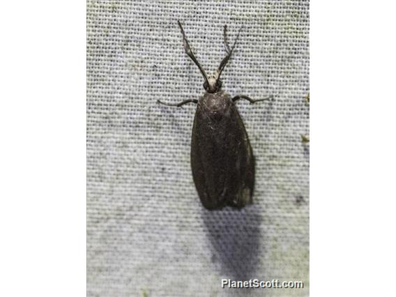 Lichen Moth (Lithosiini sp)