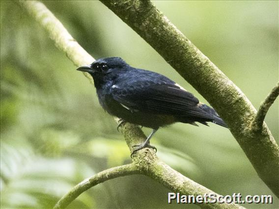 Fulvous-crested Tanager (Tachyphonus surinamus)