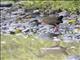 Gray-cowled Wood-Rail (Aramides cajaneus)