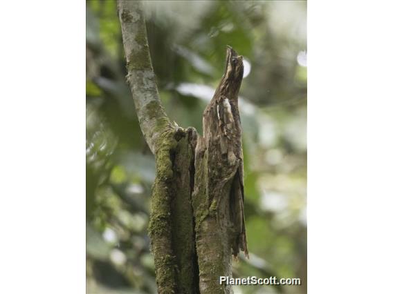 Long-tailed Potoo (Nyctibius aethereus)