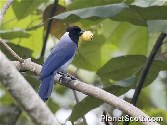 Violaceous Jay (Cyanocorax violaceus)