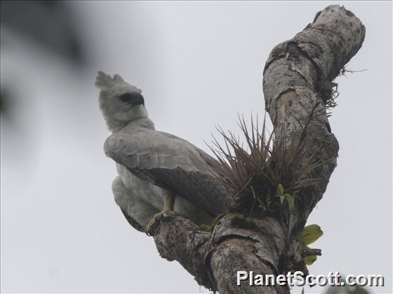 Harpy Eagle (Harpia harpyja)