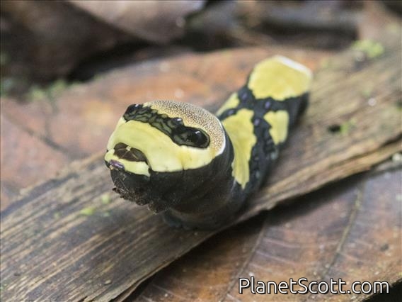 Swallowtail Butterfly Larva (Papilio sp)