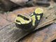 Swallowtail Butterfly Larva (Papilio sp)