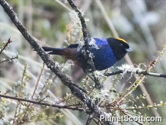 Golden-crowned Tanager (Iridosornis rufivertex)