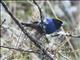 Golden-crowned Tanager (Iridosornis rufivertex)